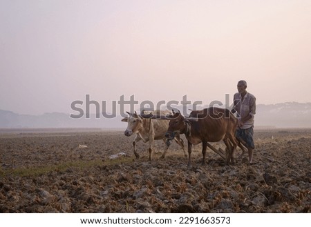 Village farmer cultivating his paddy field with cows connected with a wooden yoke, rural peasant ploughing his field in traditional old manual methods with domestic animal in a winter morning  Royalty-Free Stock Photo #2291663573