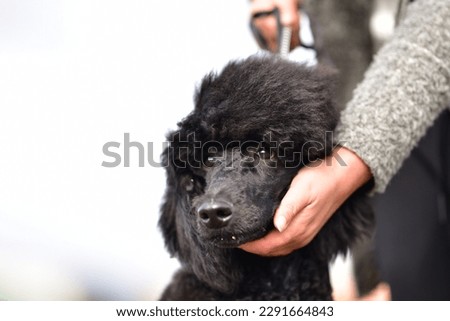 
image of a beautiful black poodle dog in the foreground and the hand of his owner who gently caresses him. Royalty-Free Stock Photo #2291664843