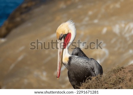 A california brown pelican, la Jolla Cove, San Diego California, USA