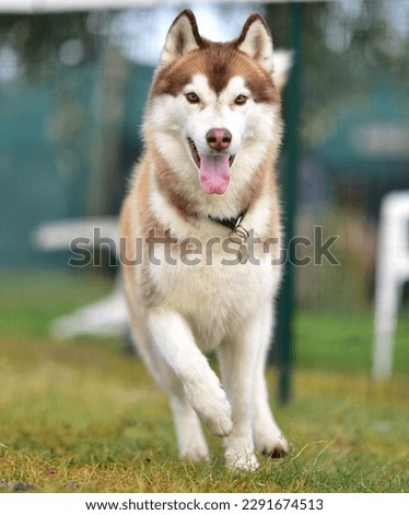 
beautiful picture of a brown and white siberian husky dog ​​running towards his master.