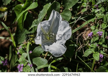 Open white flower with bright colors