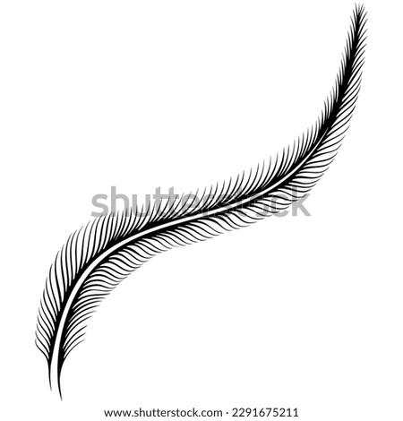 Simple long bird feather. Coniferous tree branch. Vector illustration in line art hand drawn style isolated on white. Sketch for tattoo, coloring book page, invitations, logo, label