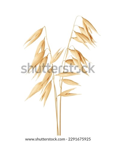 Dried oat plant close up isolated on white background Royalty-Free Stock Photo #2291675925