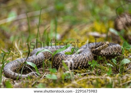 Common European Viper, Vipera berus, Bieszczady Mountains, Carpathians, Poland. Royalty-Free Stock Photo #2291675983
