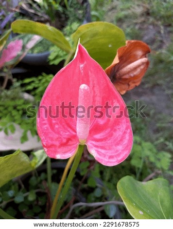 Taro plant flowers, reddish pink