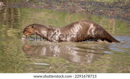 Giant |River Otter in Shallow Water Feeding