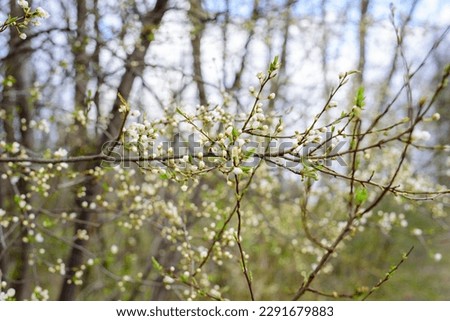 white flowering fruit trees. Close-up of a tree branch covered with tiny white flowers. Spring in the orchard. Flowering fruit trees. selective focus. Low depth of field