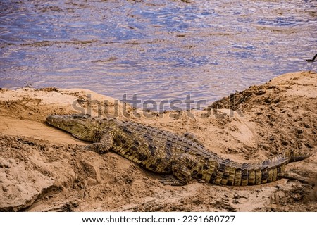 Crocodile basking on the banks of the Mara River at Maasai Mara National Reserve Narok county, Kenya East Africa. Crocodiles or true crocodiles are large semiaquatic reptiles that live throughout the 
