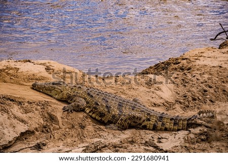Crocodile basking on the banks of the Mara River at Maasai Mara National Reserve Narok county, Kenya East Africa. Crocodiles or true crocodiles are large semiaquatic reptiles that live throughout the  Royalty-Free Stock Photo #2291680941