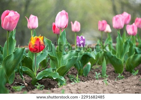 Flowering tulips in a spring garden - selective focus
