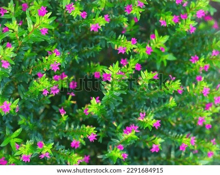 Fresh beautiful purple Cuphea hyssopifolia flower, also known as false heather Royalty-Free Stock Photo #2291684915