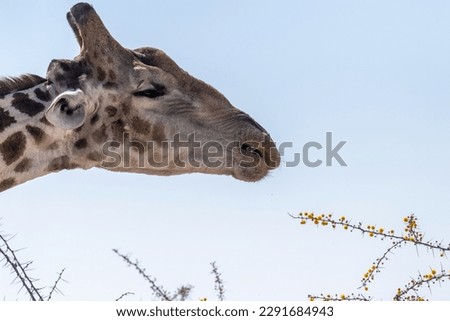Close-up of an angolean Giraffe, eating berries from a tree in Etosha National Park.