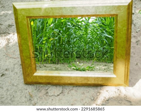 A mirror stands in a field between large green corn plants. Individual parts of the plants are reflected in the mirror.