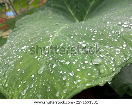  rain drops on a leaf