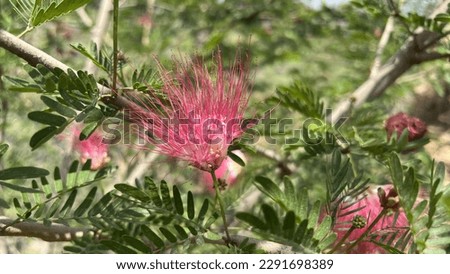 Calliandra Plant red powder puff tree See calliandra calothyrsus stock HD Image 