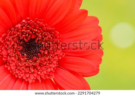 Macro photo of a gerbera flower with a drop of water. floral background