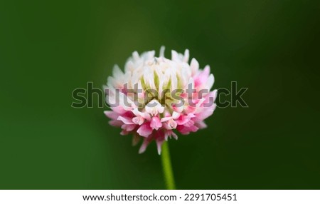 Wild clover flowering plant on green grass background