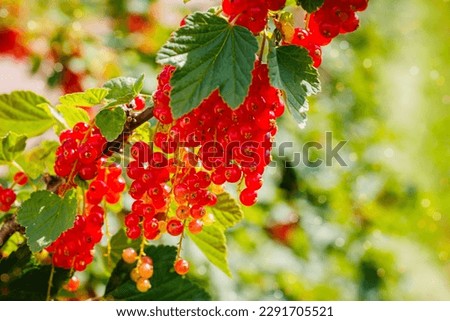 Red currant berries grow  in sunny garden. Red currants plantation in summer field. Red currant berries in sunny garden. Royalty-Free Stock Photo #2291705521