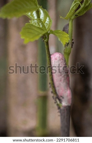extrafloral nectaries as a place to grow buds on trees Royalty-Free Stock Photo #2291706811