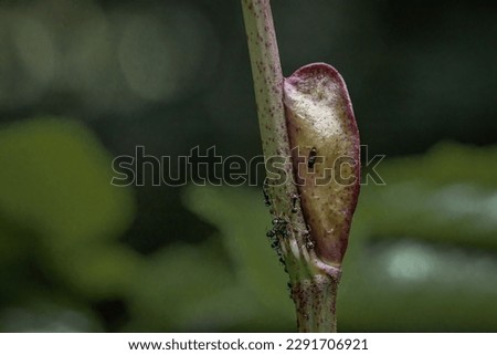 extrafloral nectaries as a place to grow buds on trees Royalty-Free Stock Photo #2291706921