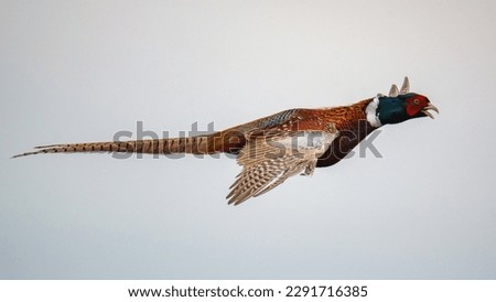 Ringed pheasant, Phasianus colchicus flying against a cloud background. Royalty-Free Stock Photo #2291716385