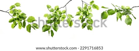 New green leaves on a linden branch. Young fresh foliage of linden tree. Set of isolated object on a white background. Spring time Royalty-Free Stock Photo #2291716853