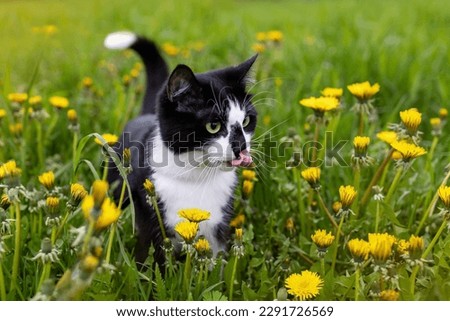 A black and white cat in a field of dandelions Royalty-Free Stock Photo #2291726569