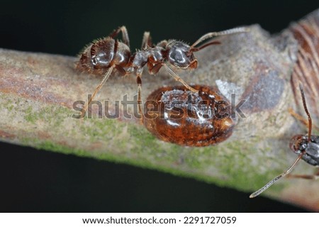 Honeydew-collecting ants from European fruit lecanium, brown scale or european fruit lecanium scale (Parthenolecanium corni) An important pest of fruit trees in orchards and gardens. 