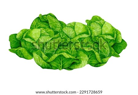 Fresh cabbages. Watercolor composition on the theme of gardening, harvesting, healthy eating, bio products.