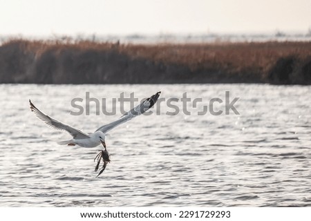 Seagull with a blue crab flying on Delta Evros National park, Greece.