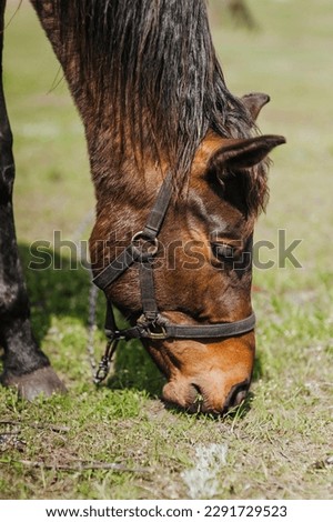 A beautiful young brown horse grazes, eats grass in a meadow, pasture. Animal photography, portrait.