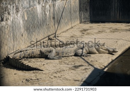 Crocodiles also aestivate during long periods of drought. To create a place to hibernate, they dig out a burrow in the side of a riverbank or lake and settle in for a long sleep. Royalty-Free Stock Photo #2291731903