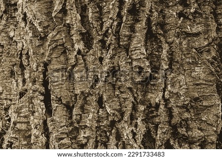 Vector illustration of a close-up of cork tree bark. Cork tree or Phellodendron sachalinense in Latin
 Royalty-Free Stock Photo #2291733483