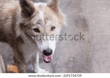 teenage half breed alaskan husky dog in tropical country 