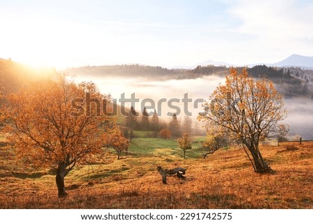 Shiny tree on a hill slope with sunny beams at mountain valley covered with fog. Gorgeous morning scene. Red and yellow autumn leaves. Carpathians, Ukraine, Europe. Discover the world of beauty.