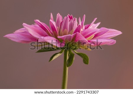 Isolated Pink Dahlia flower image