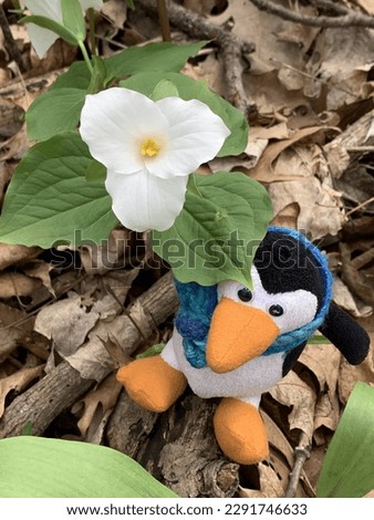 Toy penguin near great white trillium in the forest, spring flowers