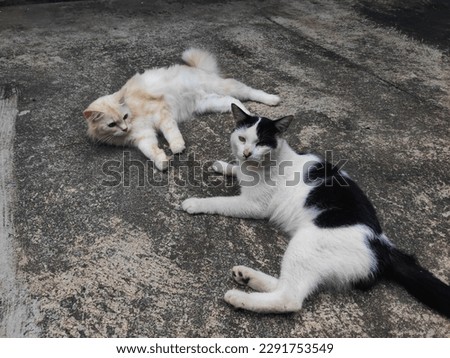 male domestic cat and female persian cat