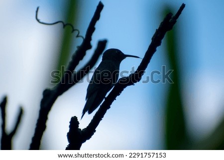 Nature photo of a hummingbird perched on a branch