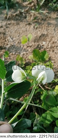 White flowers of pea plant Self Photography 