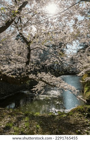 The stunningly beautiful moat around Hirosaki Castle as seen in the spring of 2022. 