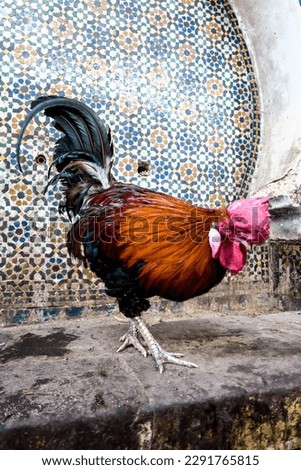 portrait of a rooster, beautiful photo digital picture