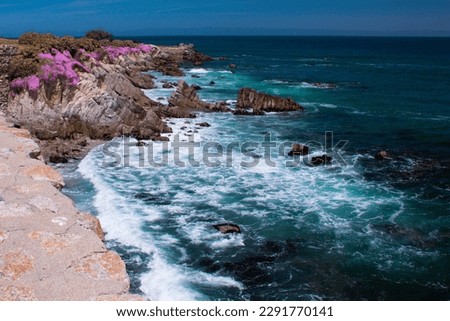 Colorful Pink flowers growing on the cliffs by the ocean in California