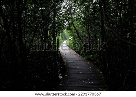 wooden path in dense mangrove forest