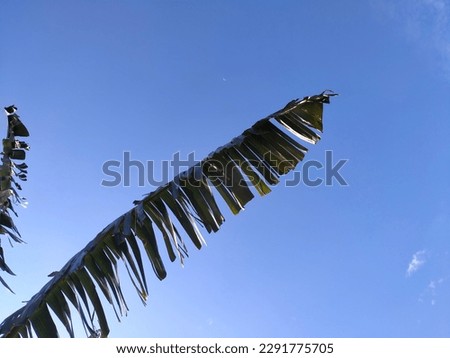 Banana leaf at daylight with blue sky on the background. low angle view, copy space concept of nature