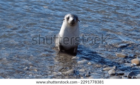 Antarctic fur seal (Arctocephalus gazella) in shallow water by the beach at Jason Harbor, South Georgia Island Royalty-Free Stock Photo #2291778381