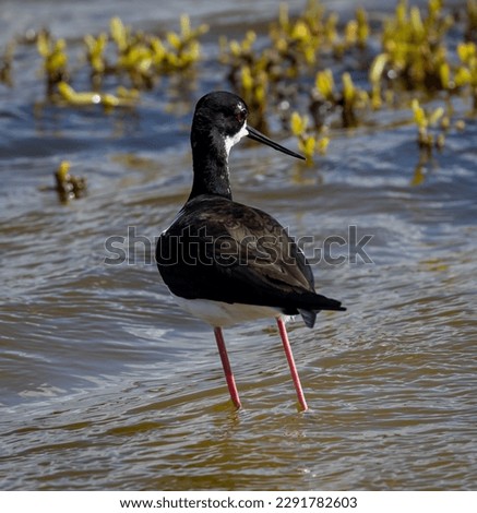 Black necked stilt  is a locally abundant shorebird of American wetlands and coastlines. 