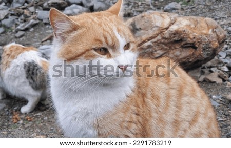 Orange cat, Macro photography, depth of field, animal photo, pet photography, outside, cat face, close up photo,