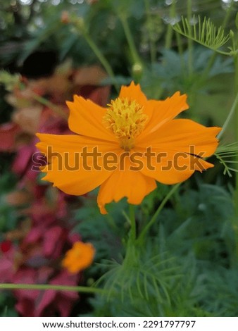Close up orange yellow flower with green background