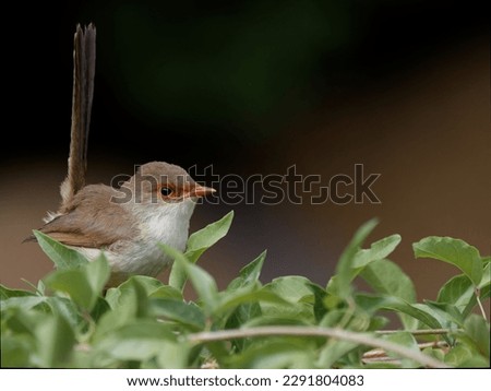 Female Superb Fairywren (Malurus cyaneus) at perched on a leafy green branch with a dark bokeh background